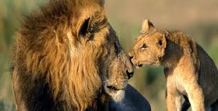 NES0261 Gir National park