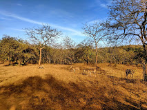 NEP375 Sasan Gir-Bhuj