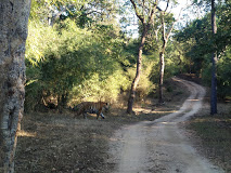 NES0288 Kanha Tiger Reserve