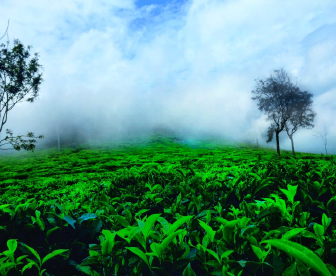 NEP0136 Coimbatore-Ooty