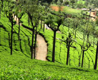 NEP0394 Coimbatore- Ooty-Thiruchirapalli