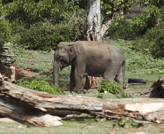 NEP0173 Bandipur-Mysore