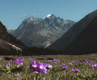 NEP0034 Gangtok - Lachung - Pelling - Darjeeling
