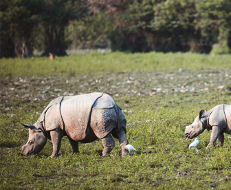 NEP0060 Guwahati - Bomdila - Tawang - Kaziranga