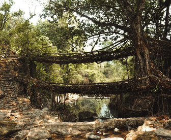 NEP0069 Guwahati - Kaziranga - Shillong - Cherrapunji - Dawki - Mawlynnong