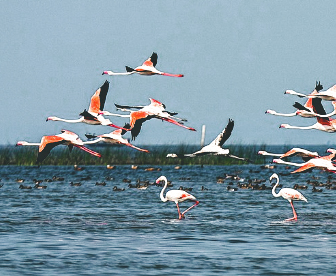 NEP0230 Bhubaneswar-Chandipur-Konark-Puri-Chilika Lake-Bhubaneswar