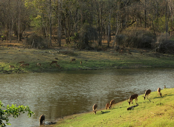 NES0067 Nagarhole Sightseeing