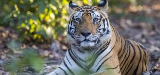 NES0300 Kanha Sightseeing