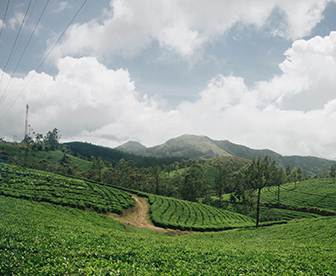 NEP0125 Munnar-Thekkady-Kovallam-Alleppey