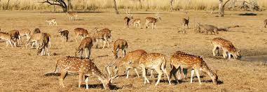 NES0248 Sariska Tiger Reserve